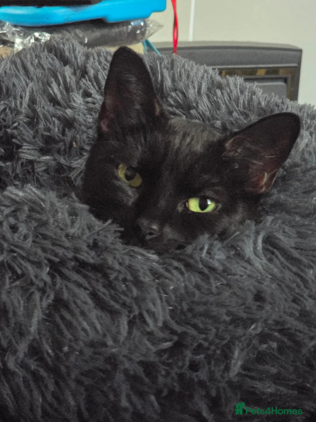 Mixed Breed cats for sale: 2 x female cats (sisters from same litter) in Nuneaton - Advert 2