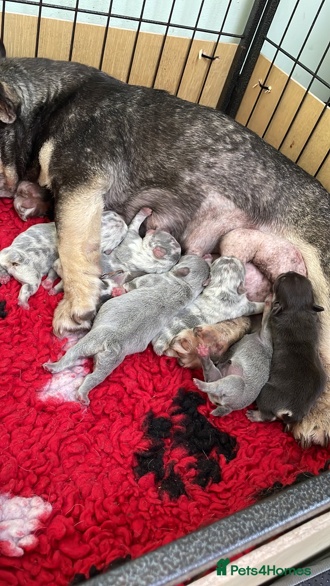 French Bulldog dogs for sale: Beautiful Merle French bulldogs  - Advert 2