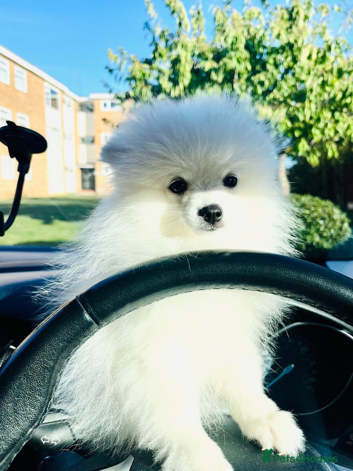Pomeranian dogs Adorable little pom-poms looking new parents - Advert 7
