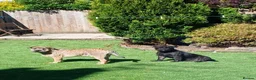 Mixed Breed dogs for sale: 2 loving young active dogs brother and sister  - Advert 3