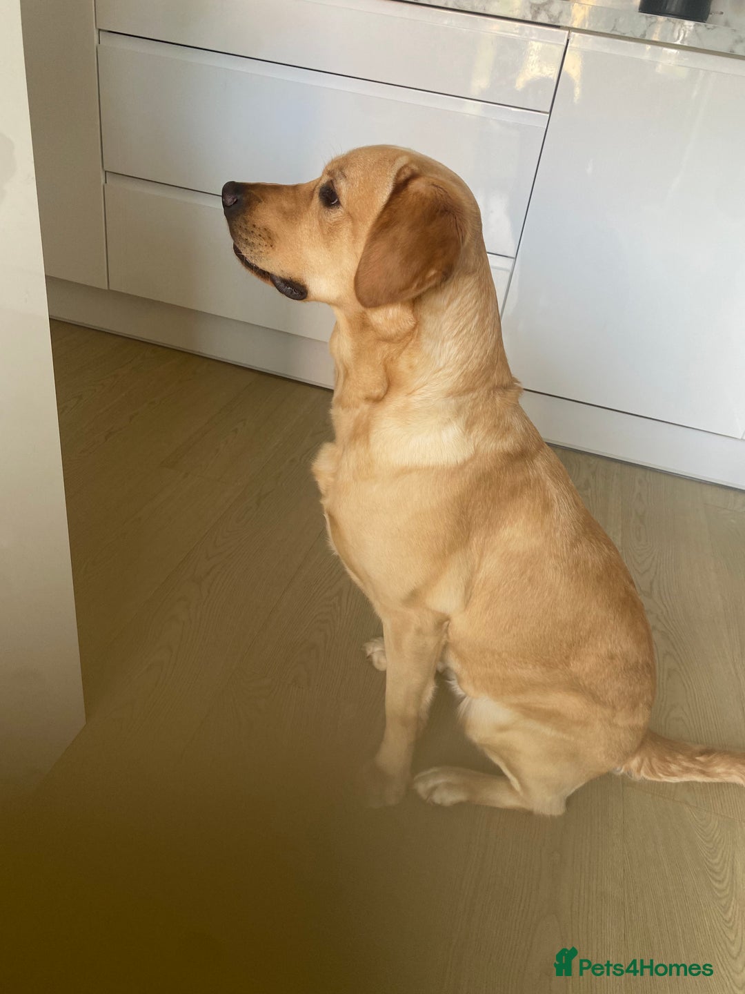 Goldador dogs for sale: Narla - 2 year old Goldador - Advert 2