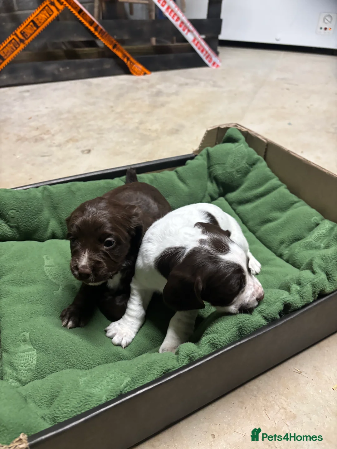 Springador dogs for sale: Sprockerdor puppies for sale - Advert 14