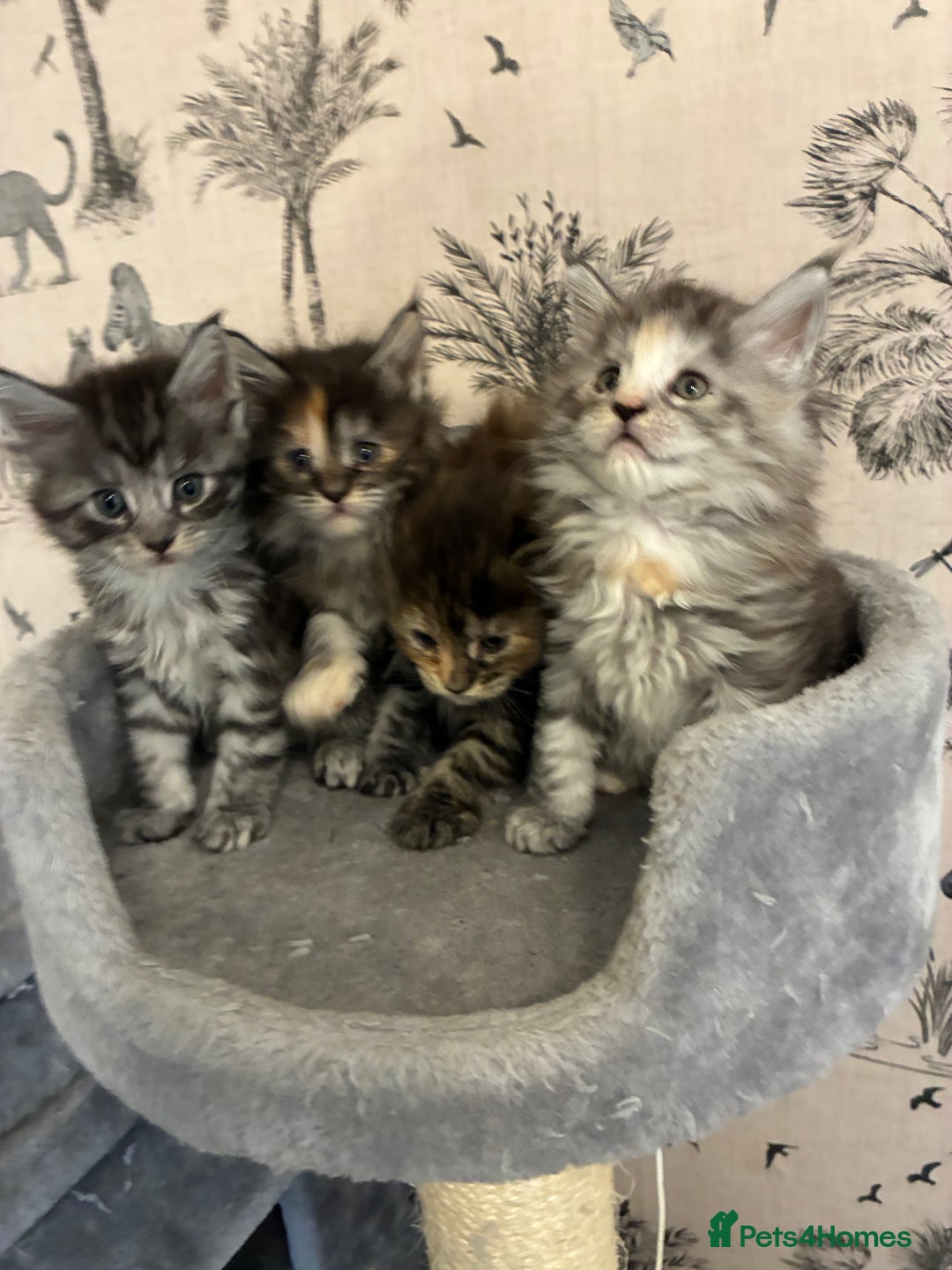 Maine Coon cats for sale: Maine Coon Kittens - Advert 26
