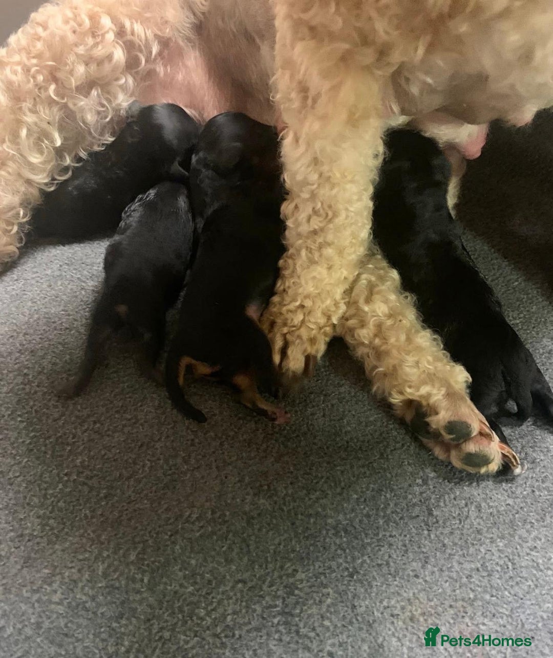 Cockapoo dogs for sale: Cockapoo Pups  - Image 8