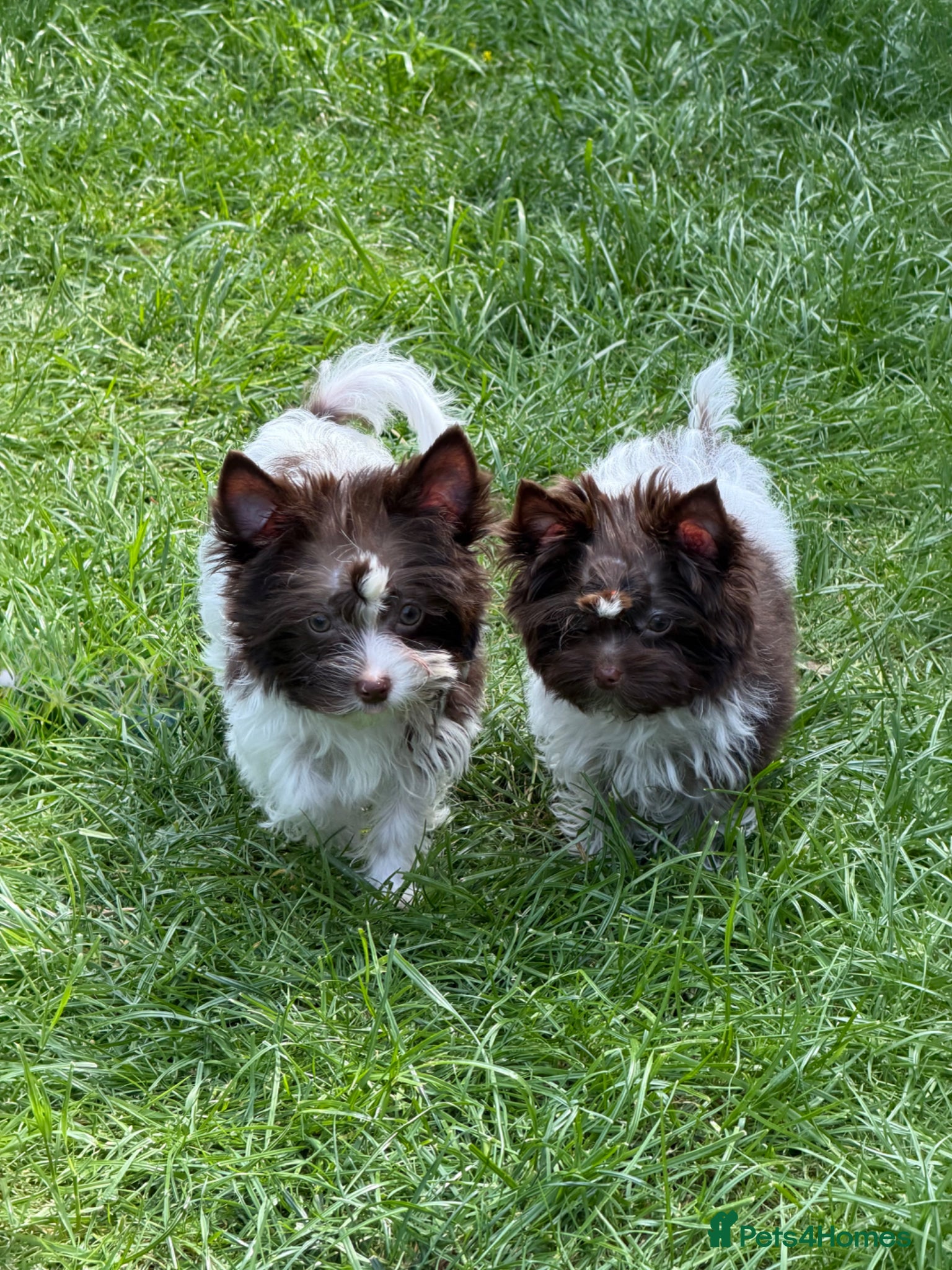 Yorkshire Terrier dogs Tiny Puppy Boys🐾 Pedigree 🐾 - Advert 17