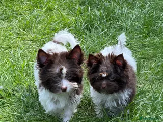 Yorkshire Terrier dogs Tiny Puppy Boys🐾 Pedigree 🐾 - Advert 17