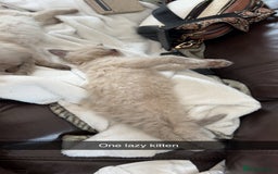 Ragdoll cats for sale: Ragdoll kittens - Image 9