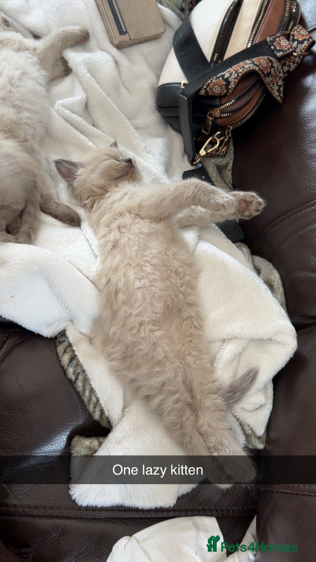Ragdoll cats for sale: Ragdoll kittens - Image 9