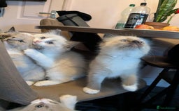 Ragdoll cats for sale: Surprisingly cute,smart Ragdoll. - Image 10