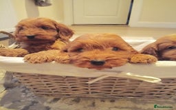 Cockapoo dogs for sale: Cockapoo puppies f1 show) ❤️ fox Red. !!!!!!. - Image 26