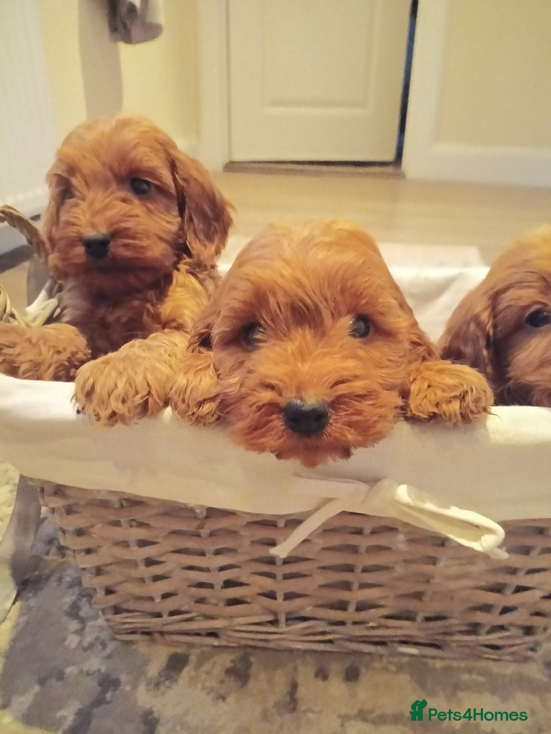 Cockapoo dogs for sale: Cockapoo puppies f1 show) ❤️ fox Red. !!!!!!. - Image 26