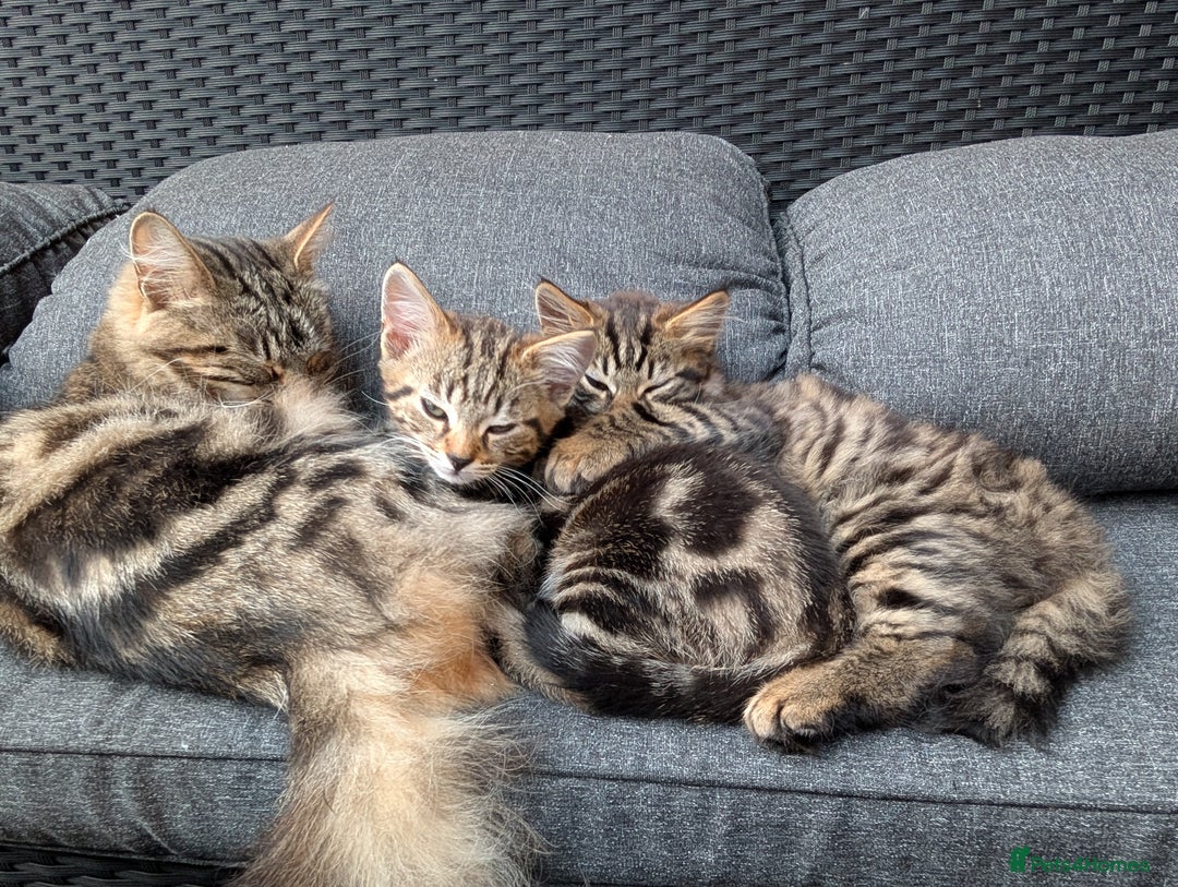 Bengal cats for sale: 2 beautiful Bengal x kittens ready for new home  - Image 9