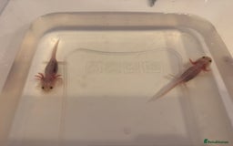 Axolotl reptiles for sale: Axolotl - Image 17
