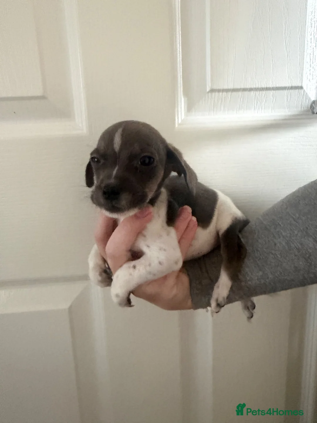Mixed Breed dogs for sale: Cross bred dachshund  - Advert 2