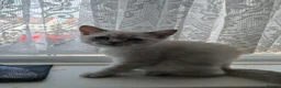 British Shorthair cats for sale: Beautiful BSH Kitten in London - Advert 4
