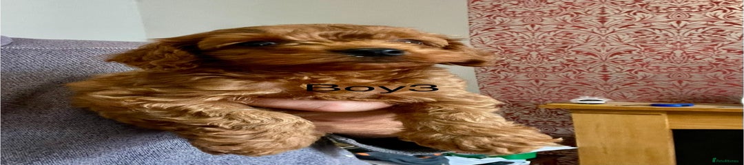 Cockapoo Puppy 3