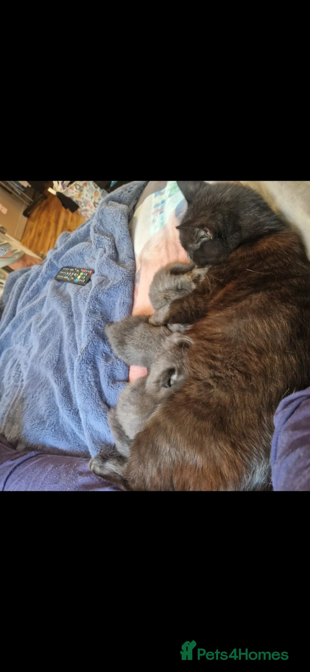 British Shorthair cats for sale: Beautiful BSH x Bengal kittens  - Advert 17