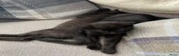 Mixed Breed cats for sale: Beautiful black smooth haired kittens in Tavistock - Advert 4