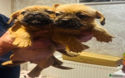 Mixed Breed dogs for sale: Beautiful puppies  - Image 5