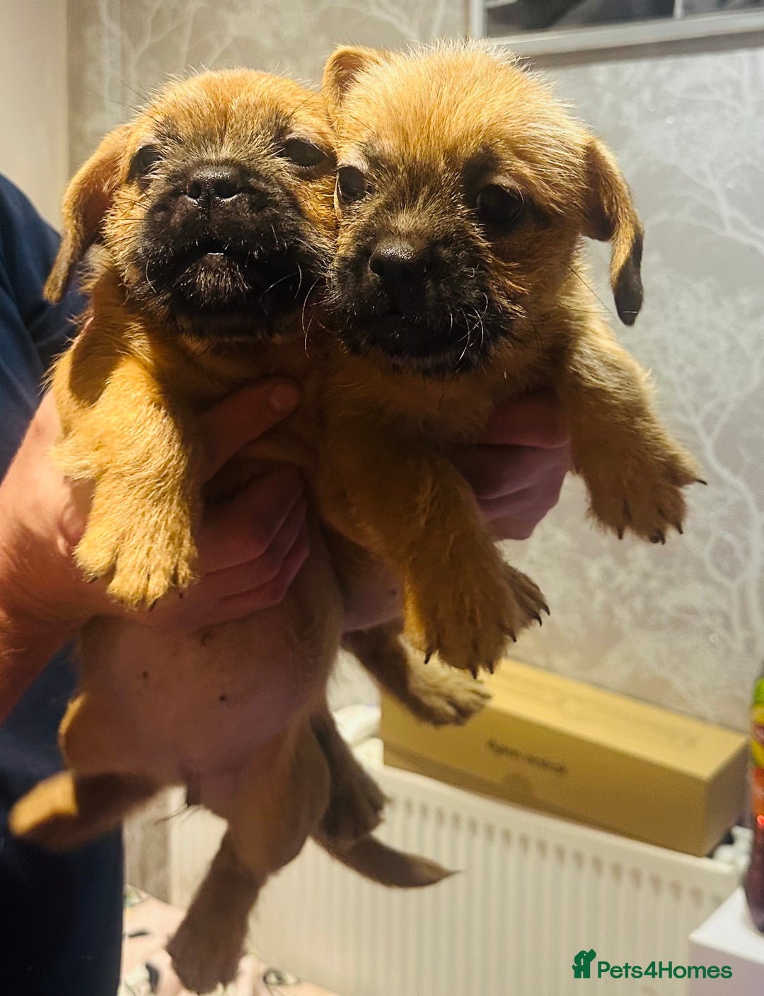 Mixed Breed dogs for sale: Beautiful puppies  - Image 5
