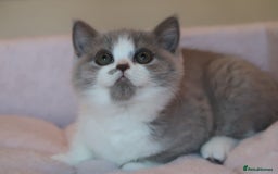 British Shorthair cats for sale: BSH/BLH Females TICA Reg  - Image 18
