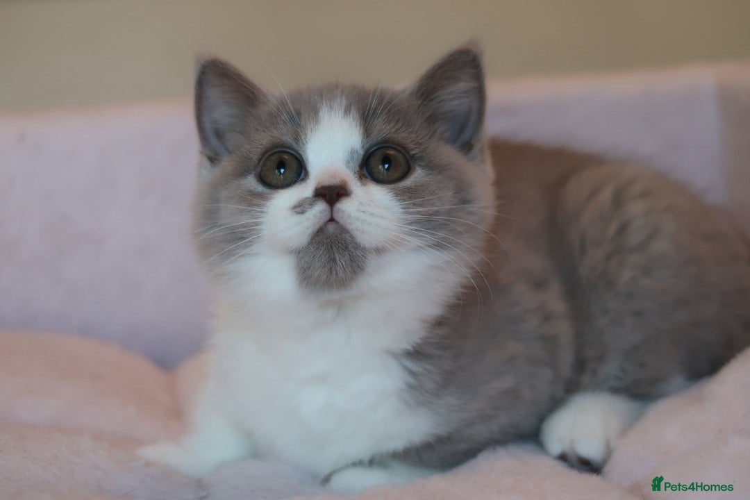British Shorthair cats for sale: BSH/BLH Females TICA Reg  - Image 18