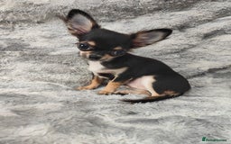 Chihuahua dogs for sale: Amazing Quality Long Coat Chihuahua puppies - Advert 21