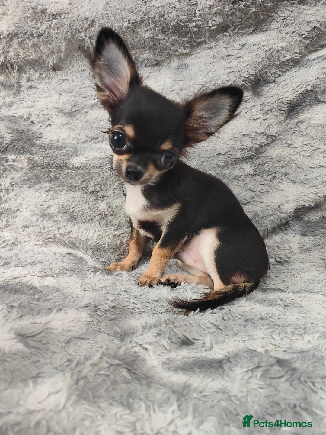 Chihuahua dogs for sale: Amazing Quality Long Coat Chihuahua puppies - Advert 21