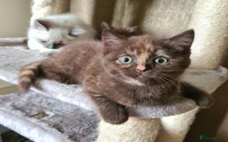 British Shorthair cats for sale: Cinnamon tortie BS female kitten - Image 11