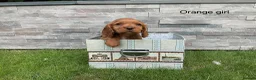 Cocker Spaniel dogs for sale: Hereditary clear working cocker spaniels - Advert 14