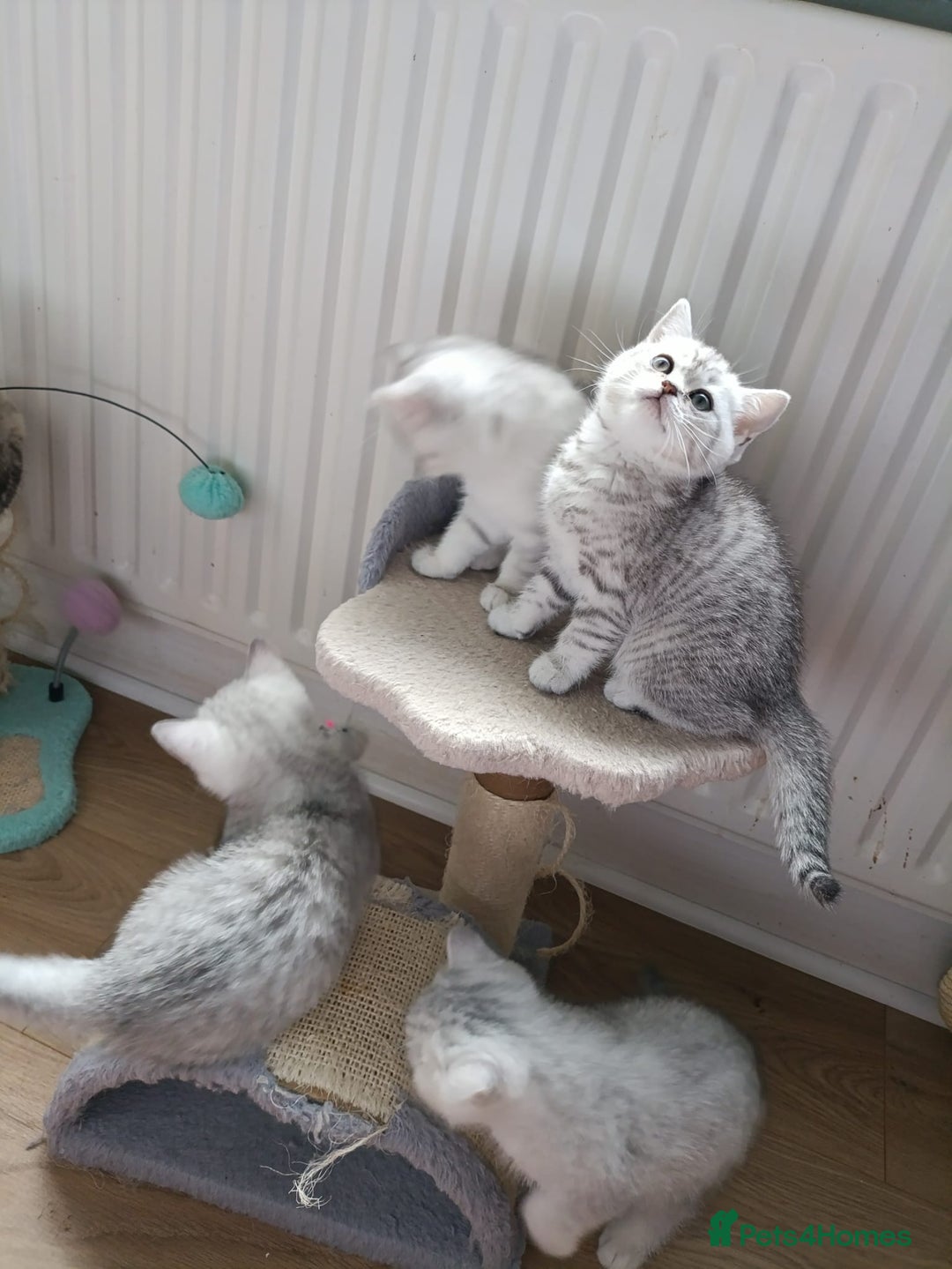 British Shorthair cats for sale: Beautiful  British Shorthair kittens  - Advert 24