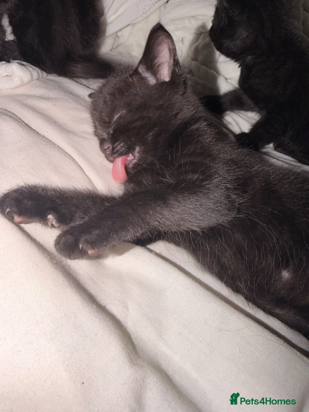 British Shorthair cats for sale: 5 beautiful black kittens  in Basildon - Advert 12