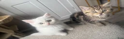 Scottish Fold cats for sale: 3 beautiful scottish straight kittens 🐱  - Advert 14