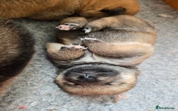 Japanese Shiba Inu dogs for sale: 4 Stunning sesame shibas pups ❤️ - Image 3