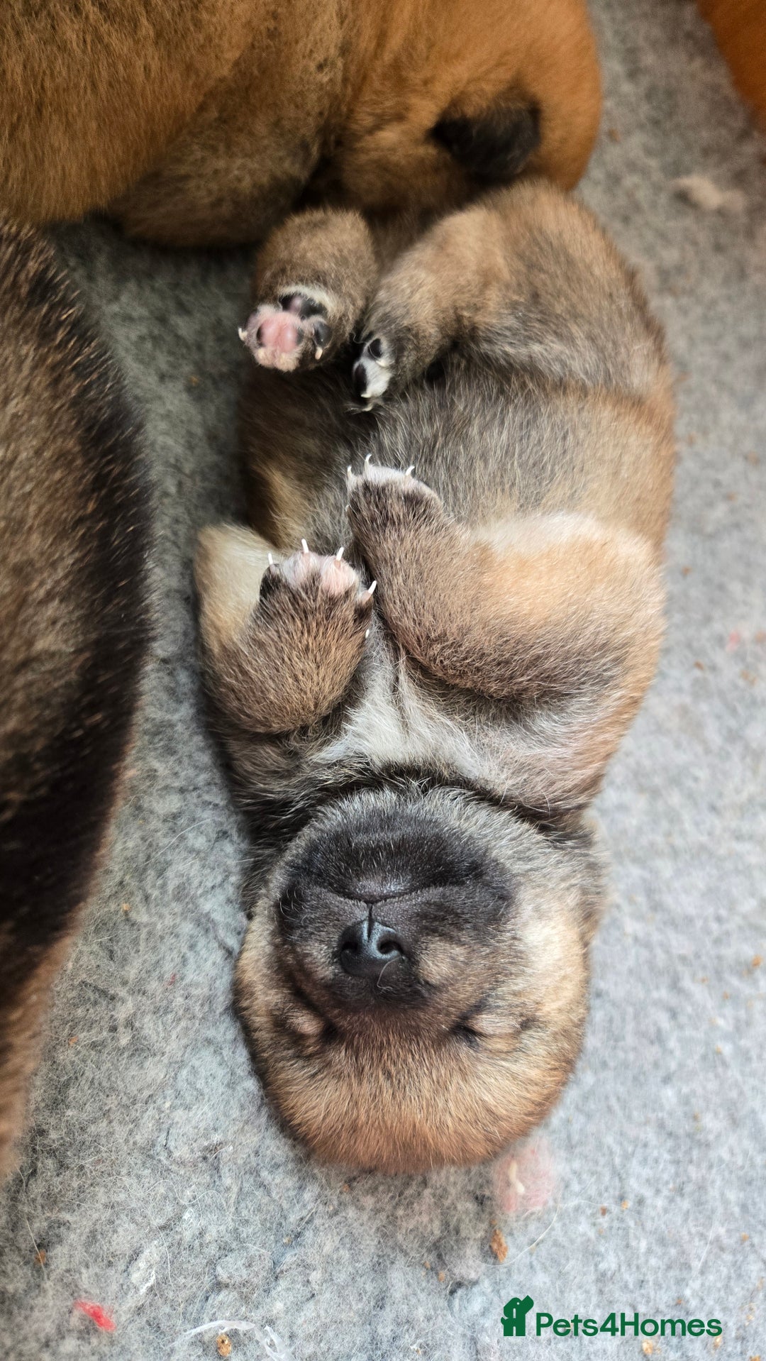 Japanese Shiba Inu dogs for sale: 4 Stunning sesame shibas pups ❤️ - Image 3