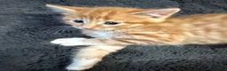 Mixed Breed cats for sale: 5 MIXED KITTENS  - Advert 5