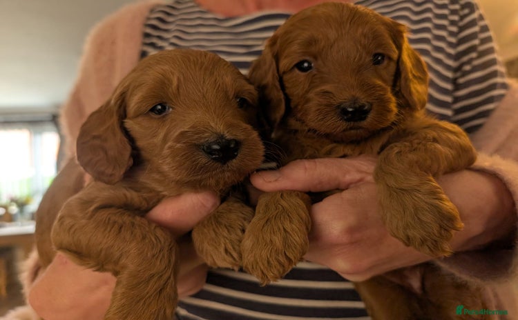 Labradoodle dogs - Advert 8