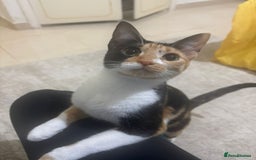 Mixed Breed cats for adoption: [Indoors Only] Mishu - Charming loving girl - Image 1