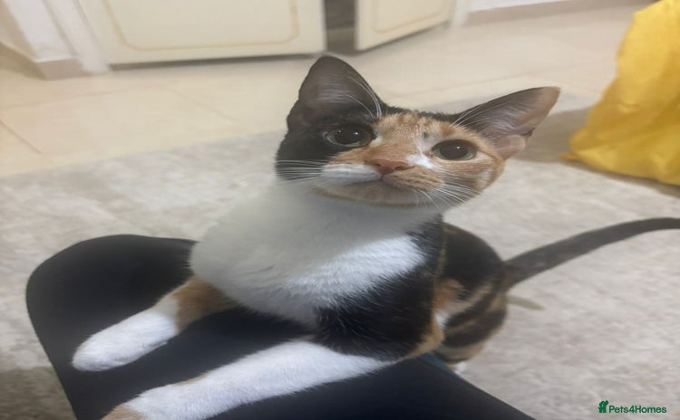 Mixed Breed cats - Advert 2