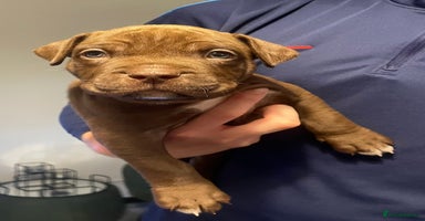 Mixed Breed dogs - Advert 1