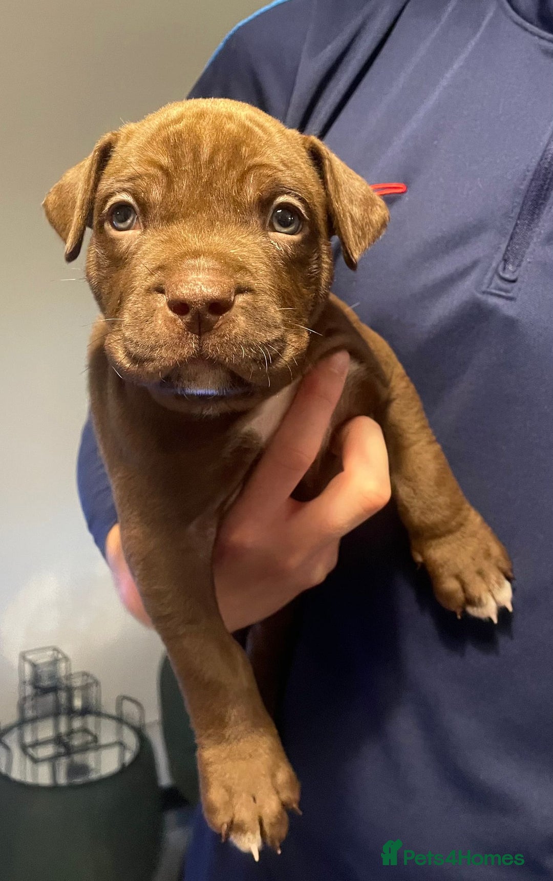 Mixed Breed dogs for sale: American bull staffy cross cross presa canario - Image 3