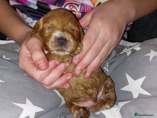 Cockapoo dogs Beautiful Cockapoo Puppies, health tested - Advert 1