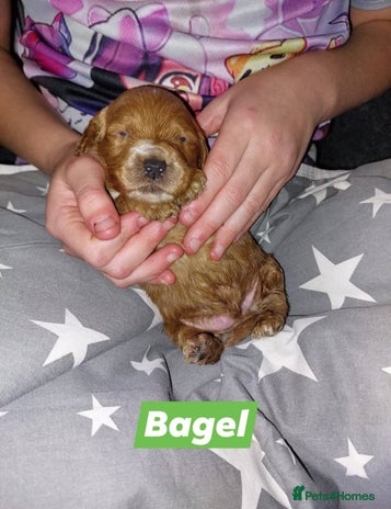 Cockapoo dogs Beautiful Cockapoo Puppies, health tested - Advert 1