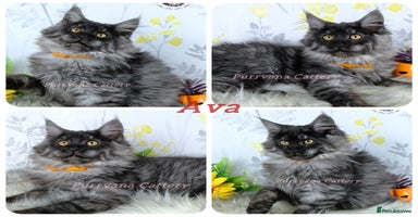 Maine Coon cats - Advert 2