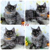 Maine Coon cats - Advert 13