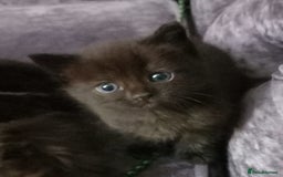 Mixed Breed cats for sale: Cute kittens  - Image 5