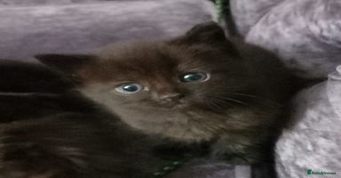 Mixed Breed cats - Advert 8