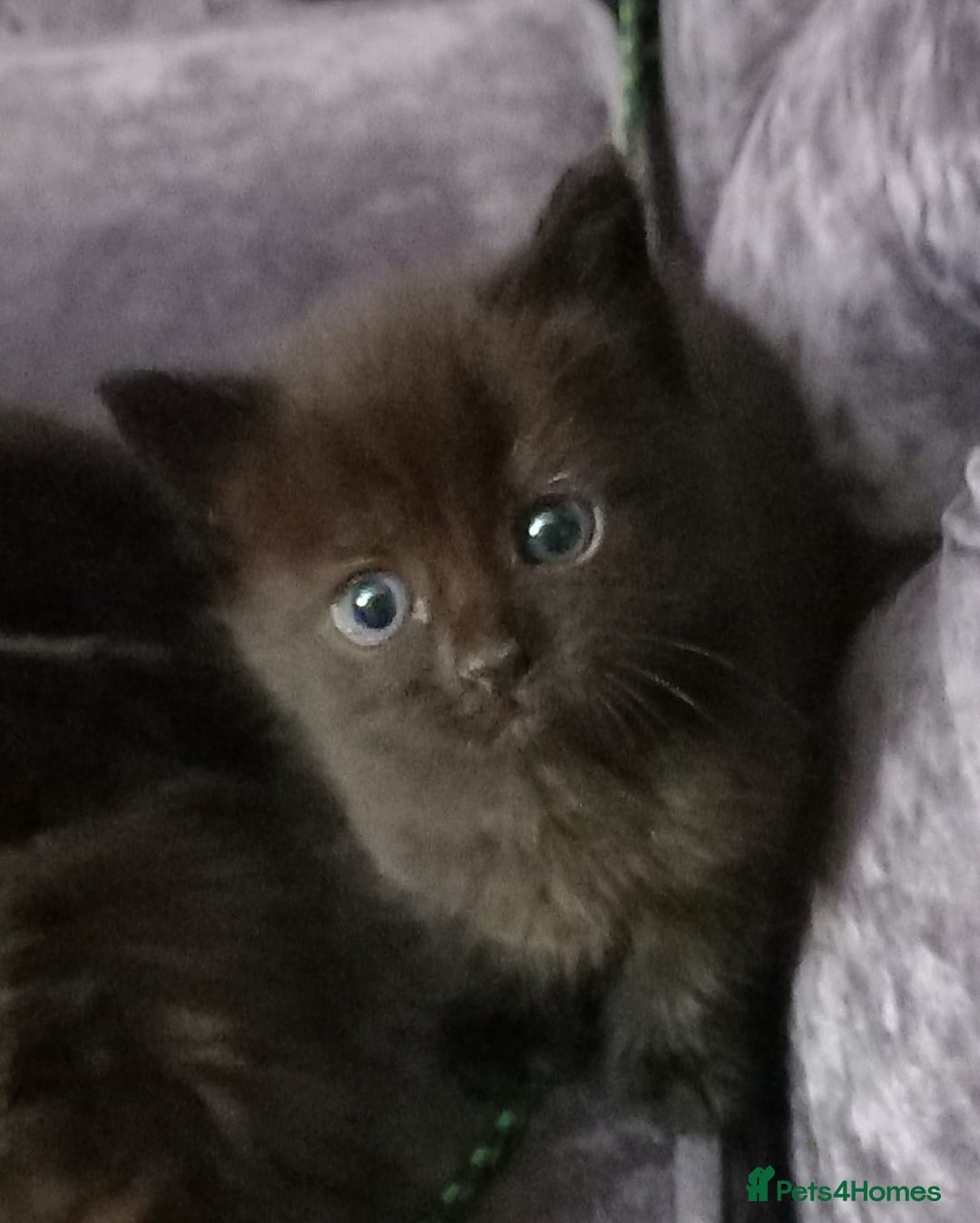 Mixed Breed cats for sale: Cute kittens  - Image 5