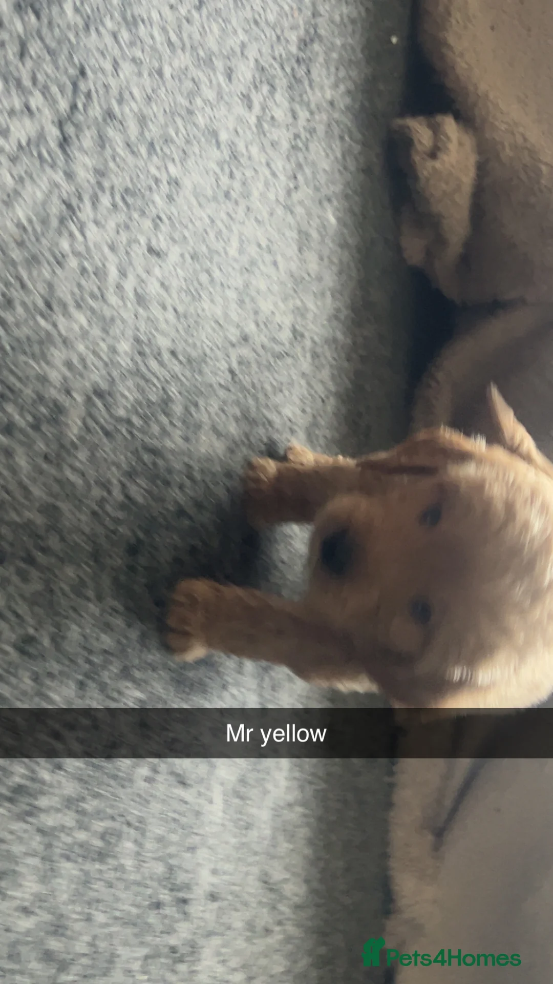 Goldendoodle dogs for sale: F1 golden doodle 5 left viewings now available. - Advert 5