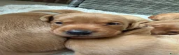 Labrador Retriever dogs for sale: Fox Red KC registered Labradors - Advert 21